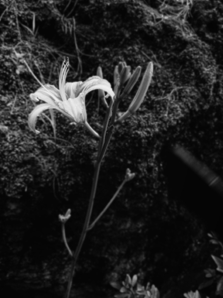 A FLOWERING BEHIND image 1