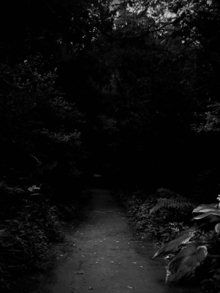 DEEP FOREST image 1