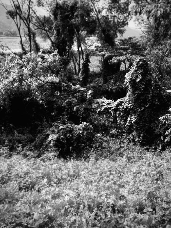 THE BOLD VINE image 1