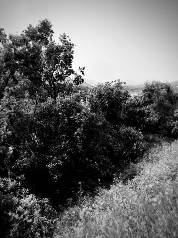 THE WAY HOME FROM REVERIE image 1